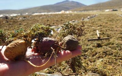 Maca Root… Get the Facts!